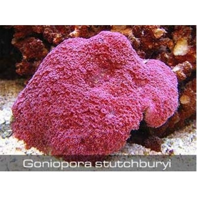 Goniopora stutchburyi Гониопора Goniopora stutchburyi Гониопора