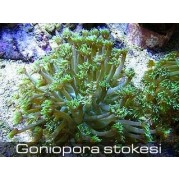 Гониопора Зелёная, M