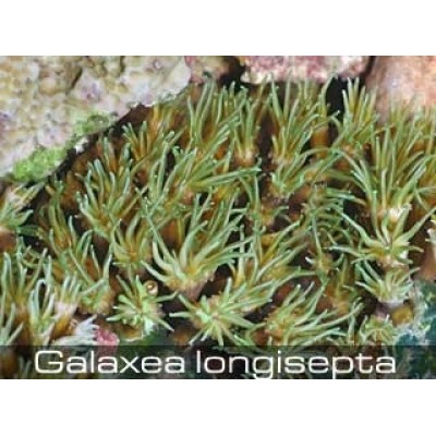 Galaxea longisepta Галаксия Galaxea longisepta Галаксия