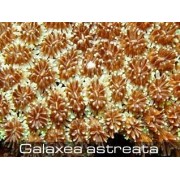 Galaxea astreata Галаксия