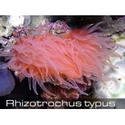 Rhizotrochus typus Ризотротус