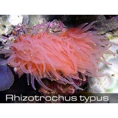 Rhizotrochus typus Ризотротус Rhizotrochus typus Ризотротус