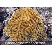 Meandrina meandrites Миндрина
