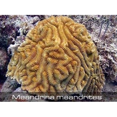 Meandrina meandrites Миндрина Meandrina meandrites Миндрина