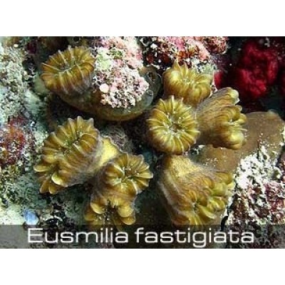 Eusmilia fastiqiata Эсмилия Eusmilia fastiqiata Эсмилия