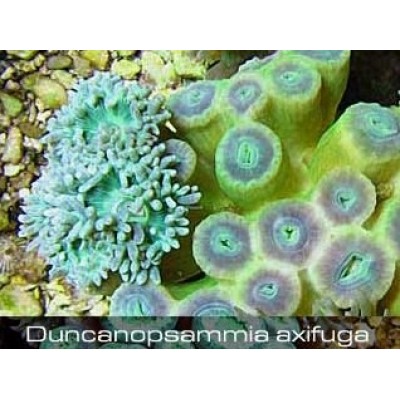 Duncanopsammia axifuga Бородатый коралл Duncanopsammia axifuga Бородатый коралл