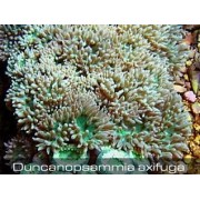 Duncanopsammia axifuga Бородатый коралл