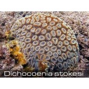 Dichocoenia stokesi Дихокония