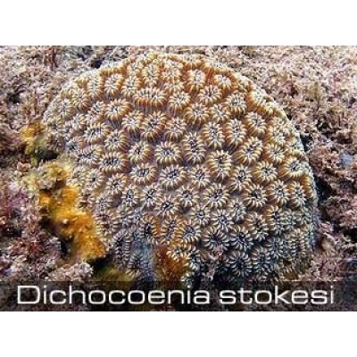Dichocoenia stokesi Дихокония Dichocoenia stokesi Дихокония