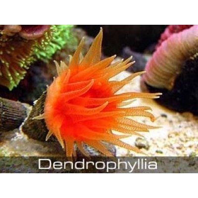 Dendrophyllia Дендрофилла Dendrophyllia Дендрофилла
