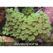 Alveopora Алвеопора зеленая