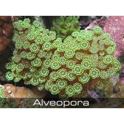 Alveopora Алвеопора зеленая Alveopora Алвеопора зеленая