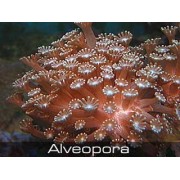 Alveopora Алвеопора коричневая