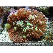 Родактис красный