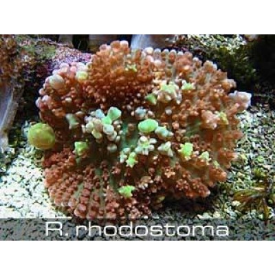 Родактис красный Родактис красный