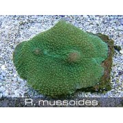 Rhodactis mussoides Родаксис