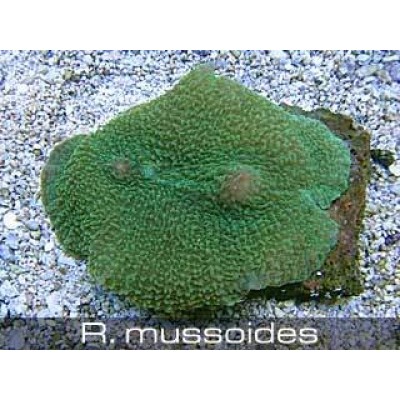 Rhodactis mussoides Родаксис Rhodactis mussoides Родаксис