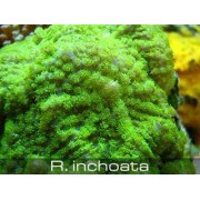 Родактис зеленый