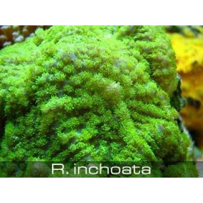 Родактис зеленый Родактис зеленый