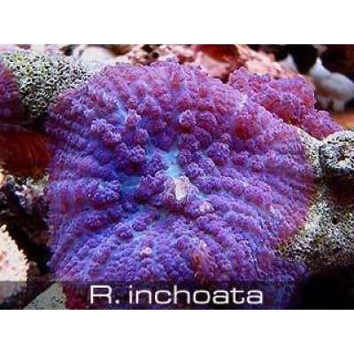 Родактис Волосатый (Rhodactis Inchoata) Фиолетовый Родактис Волосатый (Rhodactis Inchoata) Фиолетовый