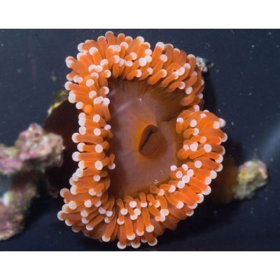 Pseudocorynactis caribbeorum оранжевая Pseudocorynactis caribbeorum оранжевая