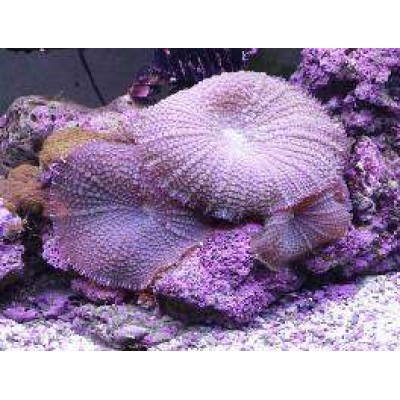 Дискоактиния красная Дискоактиния красная