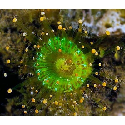 Pseudocorynactis caribbeorum Псевдокоринактис зеленая Pseudocorynactis caribbeorum Псевдокоринактис зеленая