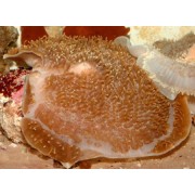 Amplexidiscus fenestrafer Большое слоновье ухо