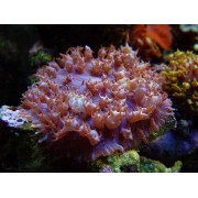 Discosoma sanctithomae -Дискосома, Бородавчатый коралломорф