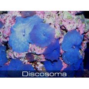 Дискоактинии фиолетовые