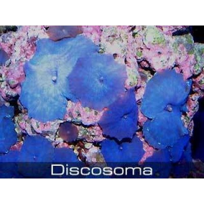 Дискоактинии фиолетовые Дискоактинии фиолетовые