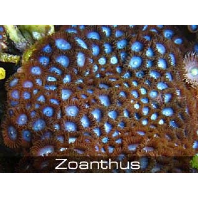 Зоантусы розовые Зоантусы розовые