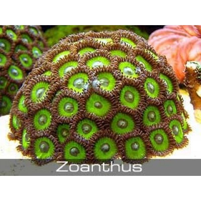 Зоантусы (Zoanthus) Ассорти L Зоантусы (Zoanthus) Ассорти L
