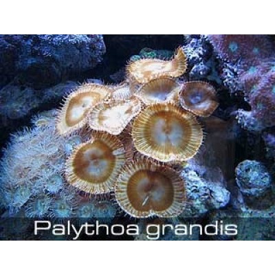 Палитоя (Palythoa) L Палитоя (Palythoa) L