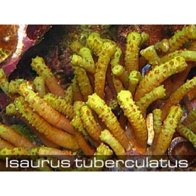 Isaurus tuberculatus Исаурус желтый Isaurus tuberculatus Исаурус желтый