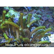 Isaurus elongatus Исаурус зеленый