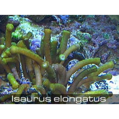 Isaurus elongatus Исаурус зеленый Isaurus elongatus Исаурус зеленый