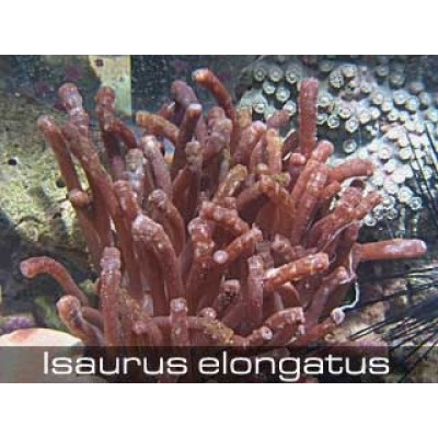 Isaurus elongatus Исаурус коричневый Isaurus elongatus Исаурус коричневый