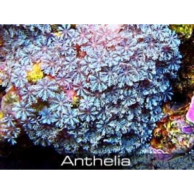 Anthelia фиолетовая Антелия(Пульсирующий коралл) Anthelia фиолетовая Антелия(Пульсирующий коралл)