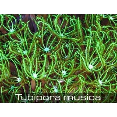 Tubipora musica ярко зеленая Тубипора Tubipora musica ярко зеленая Тубипора