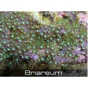 Briareum Бриареум