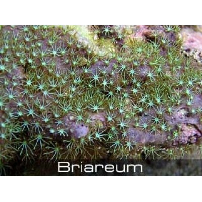 Briareum Бриареум Briareum Бриареум