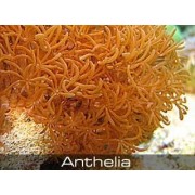 Anthelia коричневая Антелия (Пульсирующий коралл)