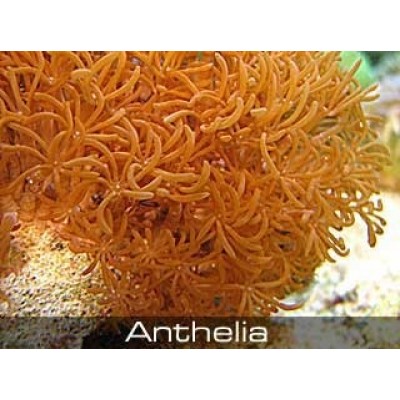 Anthelia коричневая Антелия (Пульсирующий коралл) Anthelia коричневая Антелия (Пульсирующий коралл)