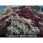Tubipora musica Тубипора