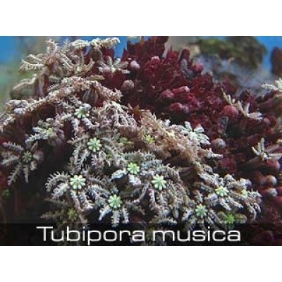 Tubipora musica Тубипора Tubipora musica Тубипора