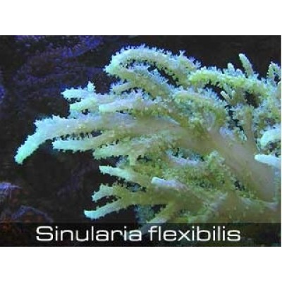 Синулярия (Sinularia Flexibilis) M Синулярия (Sinularia Flexibilis) M