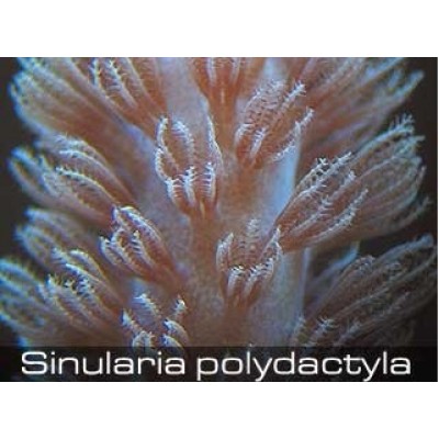 Синулярия (Sinularia) S Синулярия (Sinularia) S