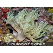 Синулярия (Sinularia Flexibilis) XL