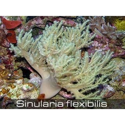 Синулярия (Sinularia Flexibilis) XL Синулярия (Sinularia Flexibilis) XL